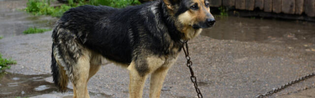 Koerte ketis pidamine keelatakse Eestis varem kui esialgu kavas oli