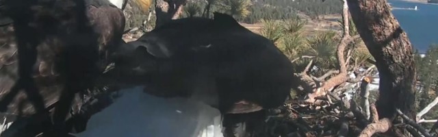 Reporter: USA-s jälgitakse ja oodatakse rahvuslindude sündi!