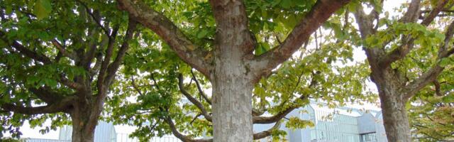 Kas meilgi kasvavad sajandi pärast raudpuud?