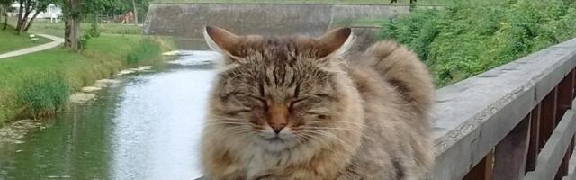 Suri üks kahest Kuressaare kuulsast kassist, lossi maskott KaaKaktus