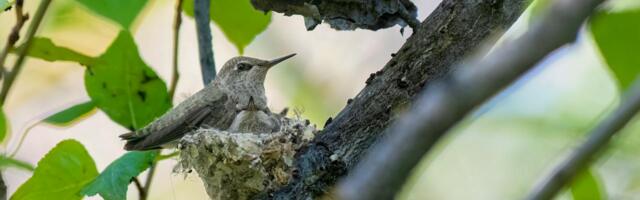 Linnuvaatlejad on oodatud loendama pesitsevaid linde