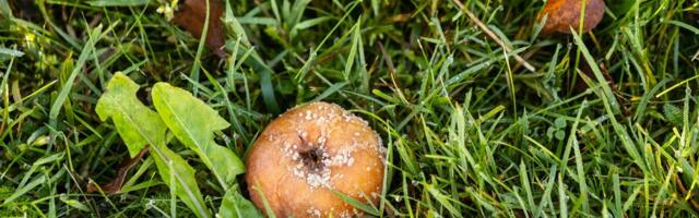 Soovid prisket õunasaaki? Aeg teha oluliste kahjurite ja haiguste vastu tõrjet