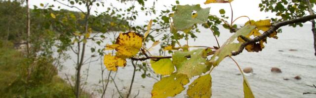 ILMAPROGNOOS | Soojem õhumass ei naase niipea