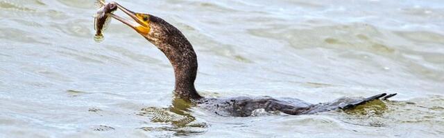 Eesti soovib kormorani liigitada kütitavaks linnuks