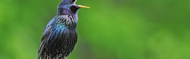 Kuuled justkui elektritõuksi hoiatussignaali? See on hoopis kuldnokk!