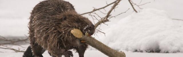 Juhani Püttsepp: ihkad rahu, valmistu sõjaks! Nõnda õpetab meile ka loomariik