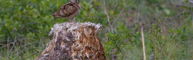 Kae lindu! ⟩ Ornitoloogiaühing ootab abi krooksuvate ja mängulennu hoos olevate metskurvitsate loendamisel