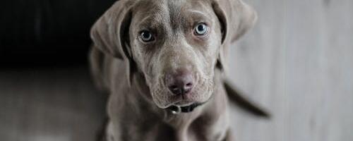 Pärnumaal toimus Eesti Päästekoerte Ühingu testpäev