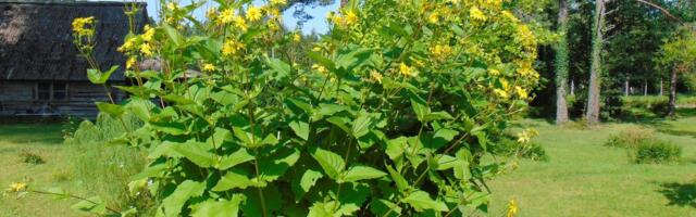 Kaunis hiiglane kaelus-vaigulill