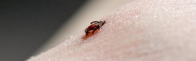 Soomes kasvab raske puukentsefaliidi esinemissagedus