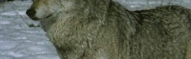 Keskkonnaagentuur tegi ettepaneku suurendada huntide küttimismahtu