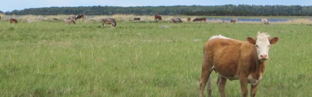 Keskkonnaamet võõrandab oksjoni korras enda omanduses olnud kariloomad