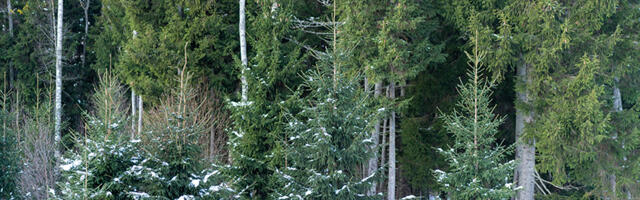 Kuidas hiidlased tänavu  kodudesse jõulupuu saavad?