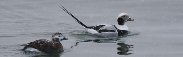 Aasta lind 2023 on aul