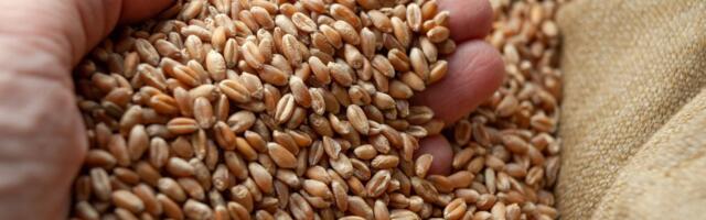 Selgus majas: miks Eesti nisu müüakse Aafrikasse, mitte näiteks Prantsusmaale?
