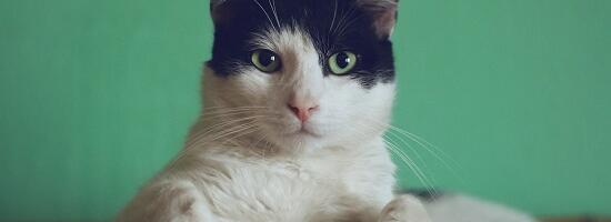 Kui teie kass tervitab teid iga päev uksel, tähendab see tavaliselt neid 11 asja