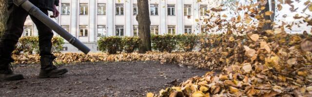 Anna Teele Orav: esimesena peame tapma lehepuhurid
