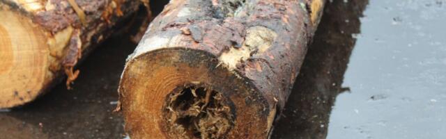 Sooja- ja elektritootmise küttematerjal peab olema keskkonnasäästlik