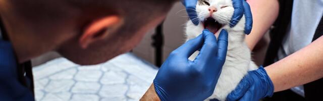 Juhani Püttsepp: ajad on muutunud! Loomaarstil käiakse kassi hambaid parandamas ja merisea stressi leevendamas