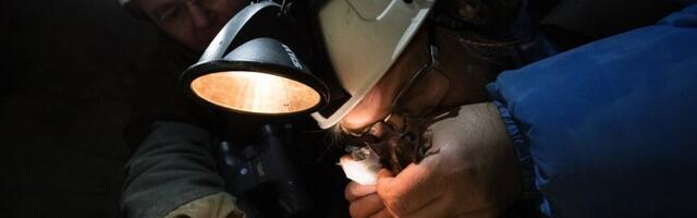 Sõrve poolsaarel käib aktiivne nahkhiirte uurimine