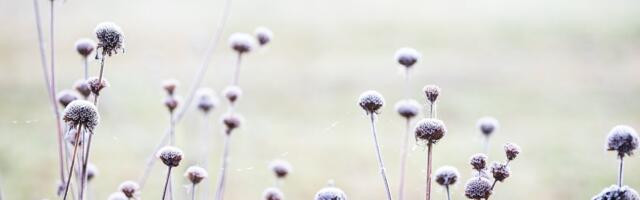 ILMATEADE | Nädal algab uduselt, ilm muutub külmemaks