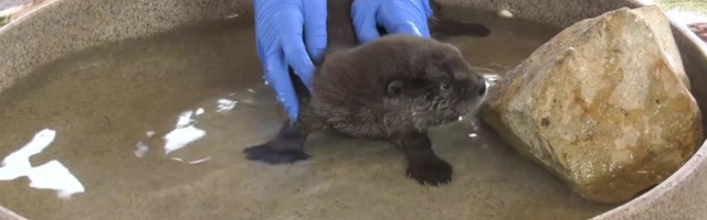 Reporter: Kahekuune jõesaarmas sai endale nime 18 000 inimese abiga