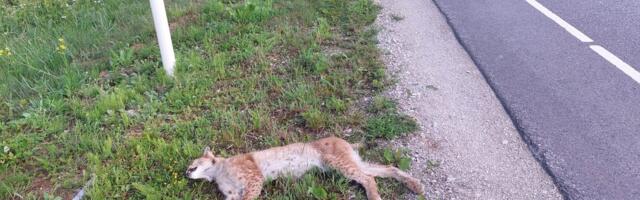 SÜNGE STATISTIKA | Sel aastal on oodata kiskjate liiklussurmade rekordit