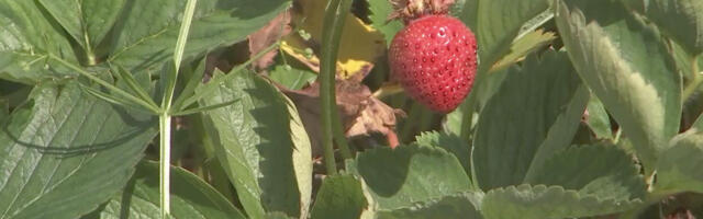 Soome magusa maasika taga paljastus kole saladus