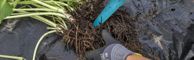 Septembri lõpp soosib istutamist