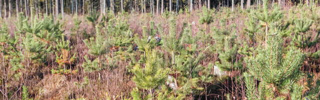 RMK metsaandmetesse on lisandunud uus peatükk – looduskaitsetööd