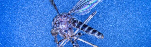 Islandil leiti esimest korda loodusest sääski