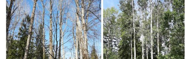 Kuidas läheb 2026. aasta puul – harilikul haaval? 