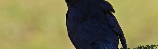 Kas linnult võib puukborrelioosi saada? Linnud levitavad seda agaralt