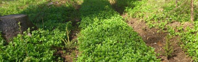 Kevadisel istutusperioodil panid Eesti metsaomanikud kasvama üle 16 miljoni uue puu