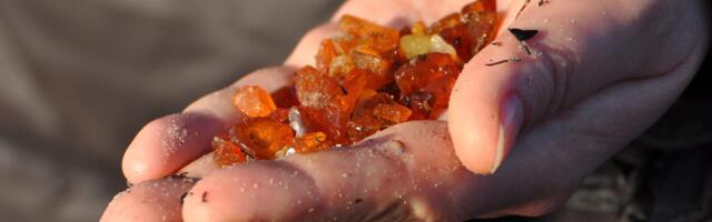 Lätit on tabanud merevaigupalavik