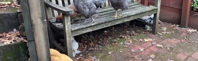 Reporter: Koroona paneb linnainimesi kanu ja kukkesid pidama