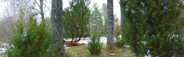 Üürike jõulukuu kevad