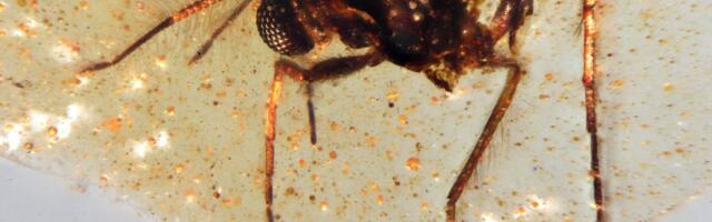 Ecuadorist leitud merevaigus peitusid putukad dinosauruste ajastust