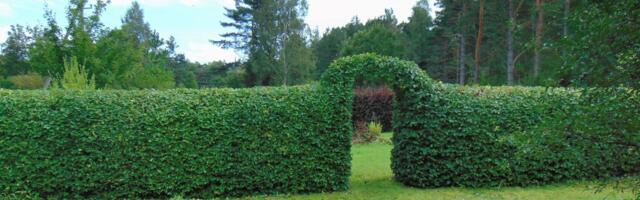 Valgepöögist vihta ei saa, ühe korraliku heki aga küll