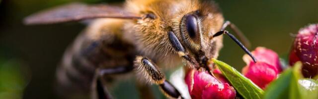 Rahvusvaheline mesinduse tippkonverents sai toetuse