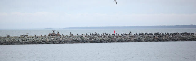 JUHTKIRI | Kormoran pannu peele