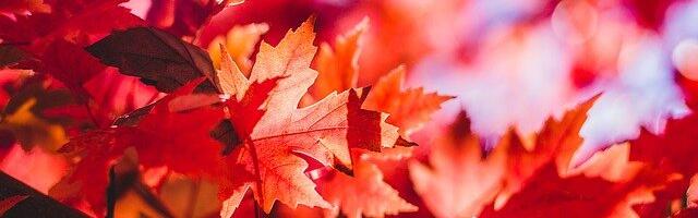 Novembrikuus sündinud inimesed on tavaliselt….