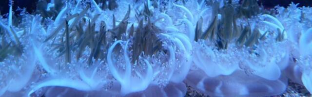 Uni aitab DNA-d parandada