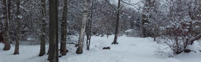 ANDRES JAANUS: maa jäi kuni sügiseni külmunuks