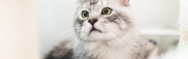 Kassid võivad aidata leida uusi ravivõimalusi inimesi vaevava vähi vastu