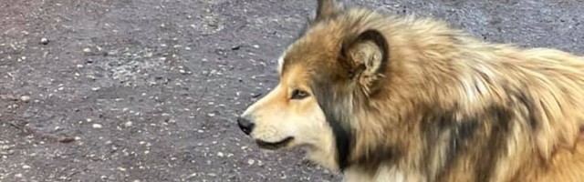Nõo vallas tapeti ammuga kohalikele ohtlik koer