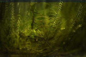 Kuidas vabaneda luupainajast?