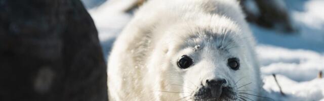 Rannas pikutav hülgepoeg vajab vaikust ja rahu