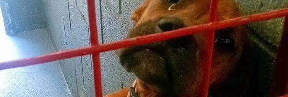 Varjupaiga koer nutab igal õhtul, sest keegi ei taha teda…