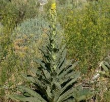 Eesti ravimtaimedest XI osa